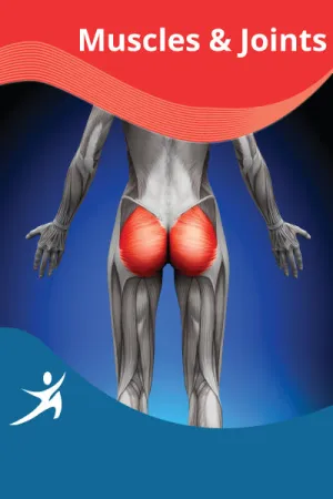 Glutes, Adductors and Iliotibial Band