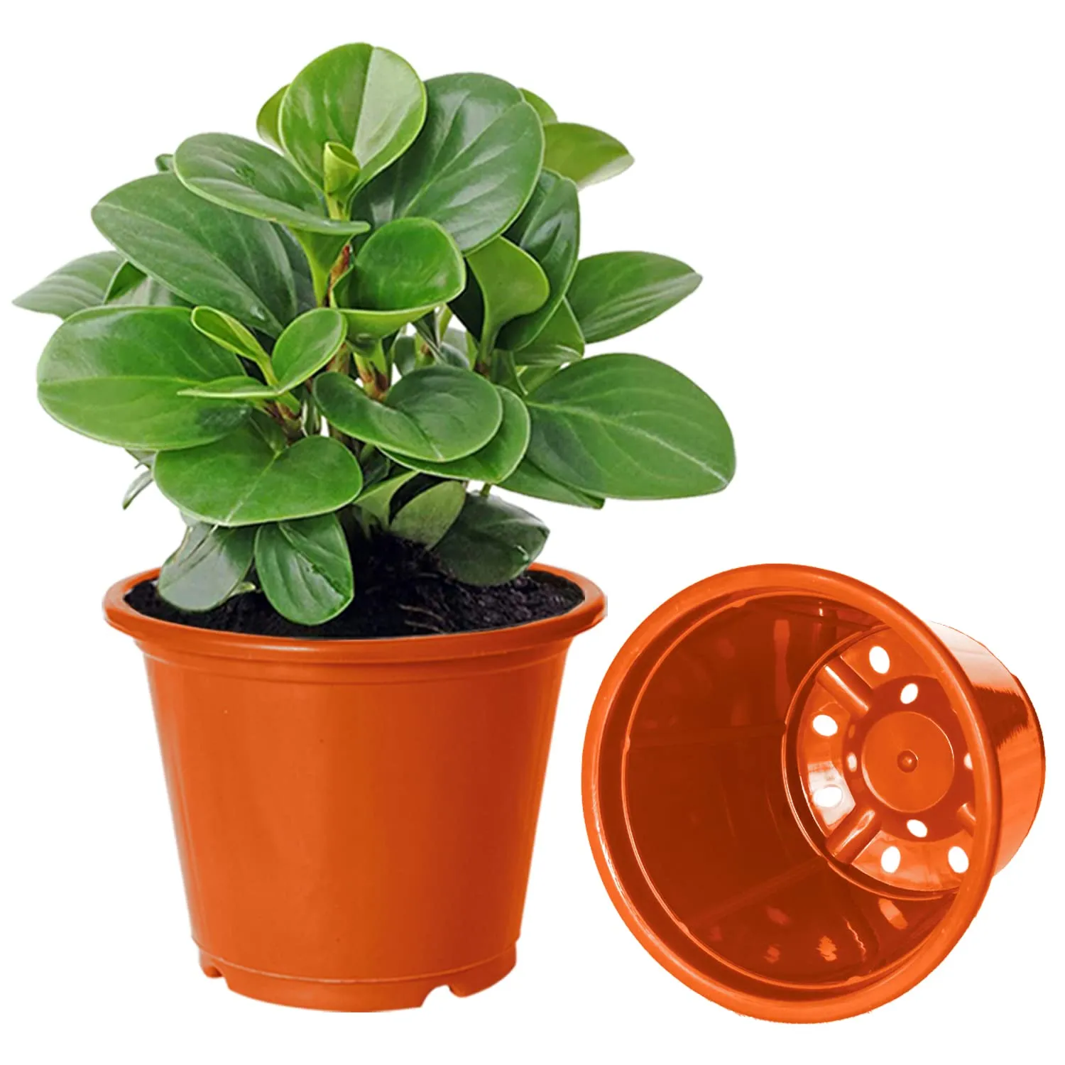 Heart Home Durable Plastic Flower Pot|Gamla with Drain Holes for Indoor Home Decor & Outdoor Balcony,Garden,6"x5",Pack of 4 (Orange)