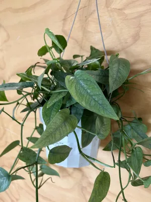 Pothos Cebu Blue